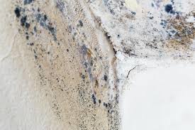 Why You Should Choose Our Mold Remediation Services in Hazen, ND